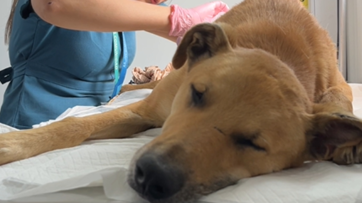 Imagen del artículo