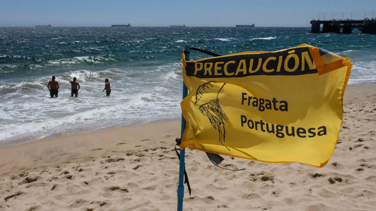 Imagen del artículo