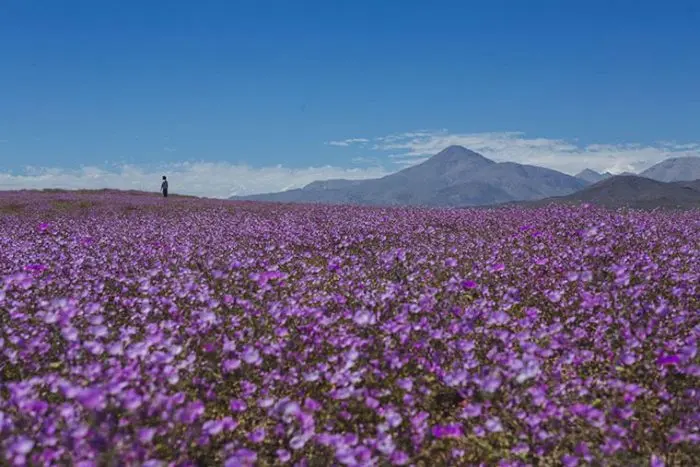 Imagen del artículo
